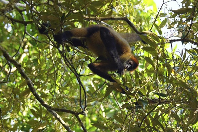 Full-Day Caño Negro Wildlife Refuge Boat Tour - Good To Know