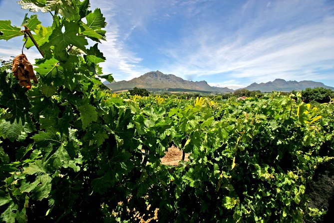 Full Day Cape Winelands Tour - Good To Know