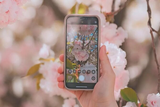 Full Day Cherry Blossom Hunting Tour From Seoul - Good To Know