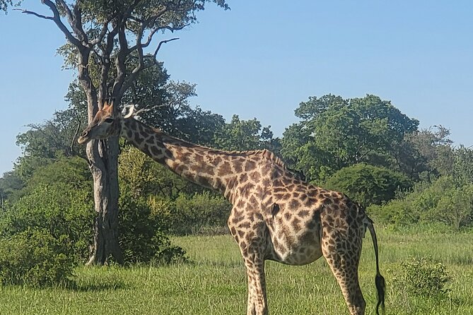 Full Day Chobe National Park and River Experience - Good To Know