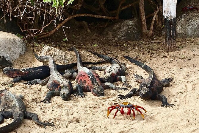 Full Day Española Island From San Cristobal - Good To Know