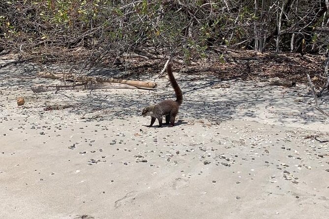 Full Day Hiking Manuel Antonio and Watching Wild Life at Nature From San Jose - Good To Know