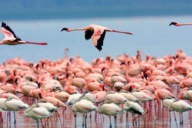 Full Day Lake Nakuru National Park Tour - Good To Know