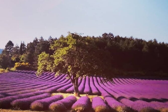 Full Day Lavender Tour From Avignon - Good To Know