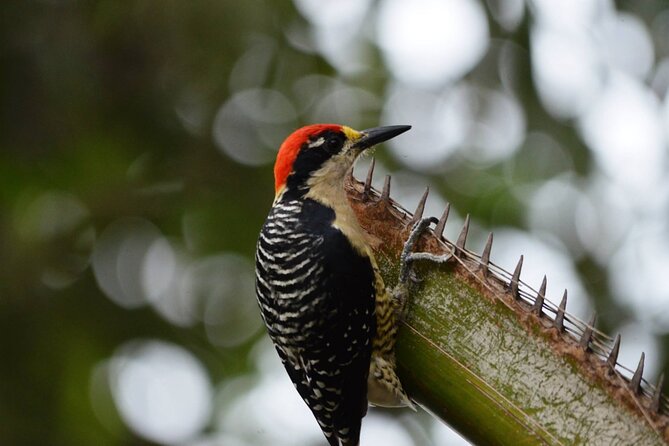 Full Day of Bird Watching in Guayaquil - Tour Details
