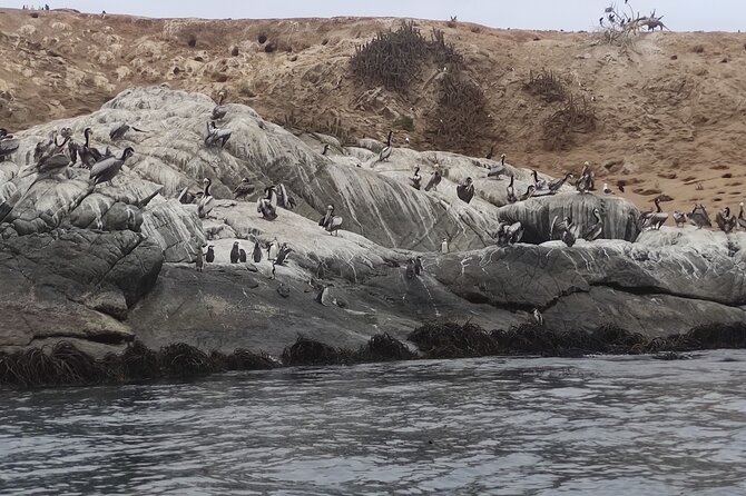 Full-Day Penguins Island, Winery & Horse Riding From Santiago - Good To Know