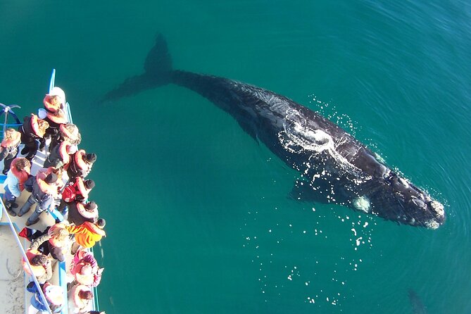 Full Day Peninsula Valdes - Optional Whales Watching Navigation - Pickup and Transfer Information