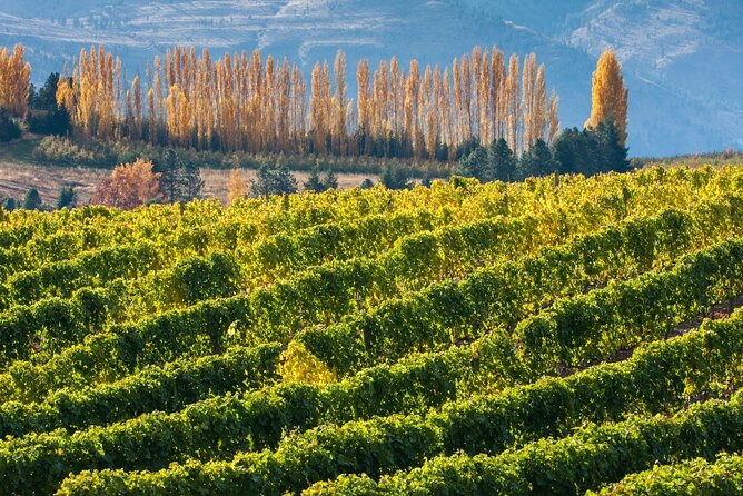Full-Day Private Aconcagua Valley Wine Tour From Santiago - Good To Know