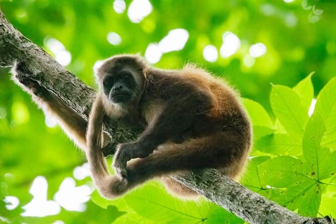 Full Day Private Churute Mangroves Reserve and Cocoa Farm Tour - Good To Know