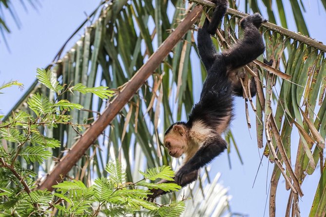 Full-Day Private Nature and Wildlife Tour in Costa Rica - Meeting and Pickup