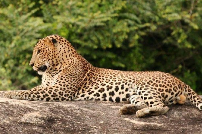 Full Day Private Safari at Yala National Park by Yala La Safari Tours - Good To Know