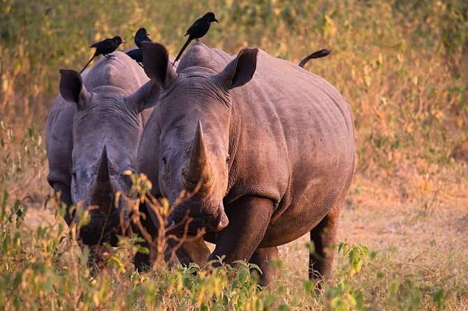 Full-Day Private Tour of Rhino Fund Uganda - Good To Know