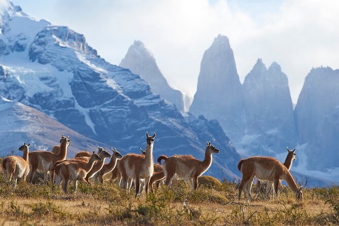 Full Day Private Tour of Torres Del Paine National Park - Good To Know
