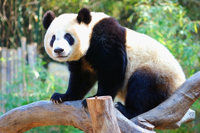 Full-Day Private Tour to Chengdu Giant Panda Base and Leshan - Good To Know