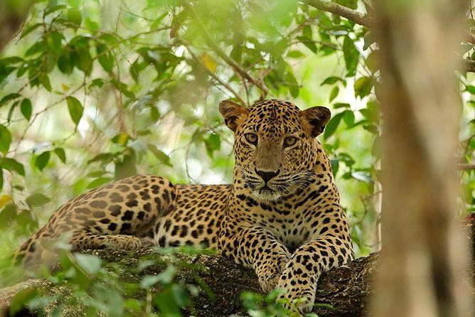 Full Day Safari at Wilpattu With Picnic Breakfast and Lunch - Good To Know