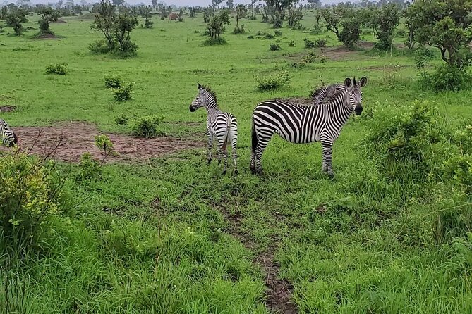 Full Day Safari to Mikumi National Park From Zanzibar - Good To Know