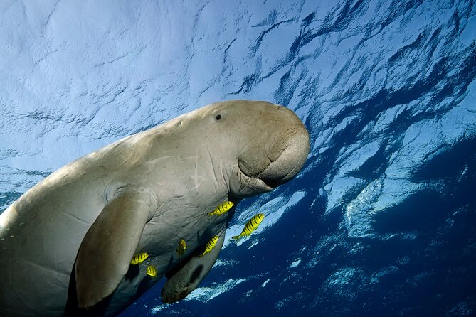 Full Day Snorkeling Experience in Marsa Mubarak Beach Marsa Alam - Good To Know