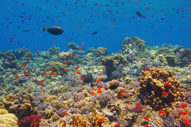Full-Day Snorkeling Trip at Paradise Island in Egypt - Good To Know