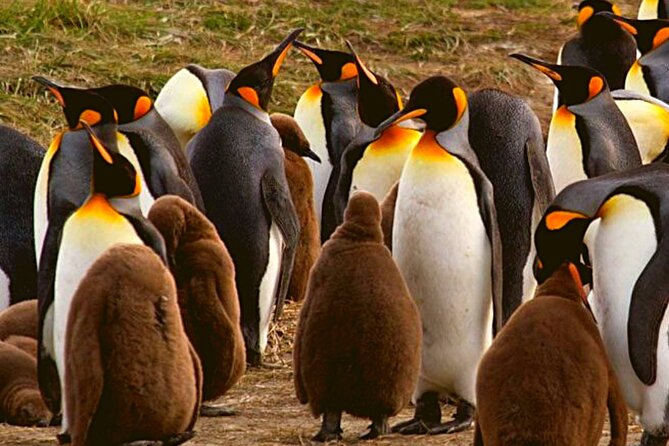 Full Day Tierra Del Fuego King Penguins - Good To Know