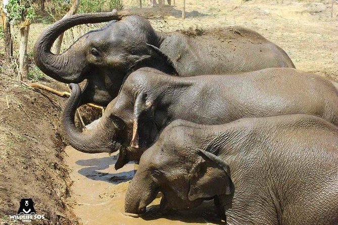 Full Day Tour of Elephant Conservation and Bear Rescue Center - Good To Know