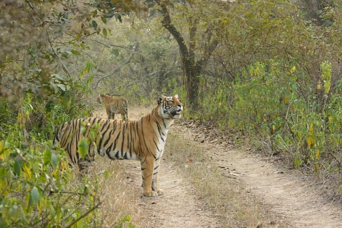 Full-Day Tour of Ranthambore From Jaipur - Good To Know