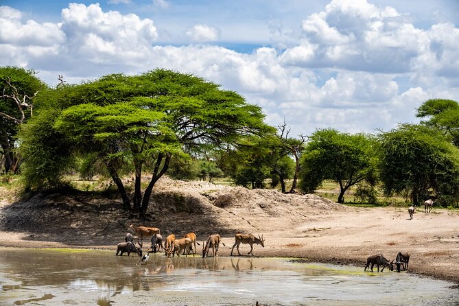 Full-Day Tour Safari Tarangire National Park - Good To Know