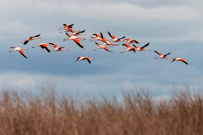 Full-Day Tour to Laguna De Los Pozuelos From Tilcara - Good To Know