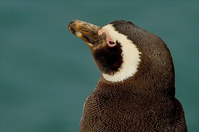 Full-Day Tour to Punta Tombo Penguin Colony - Good To Know