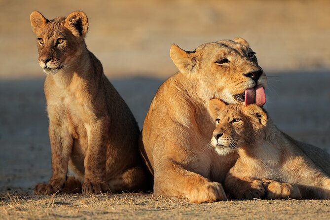 Full-Day Tour to Tarangire National Park With Pick-Up - Itinerary Highlights