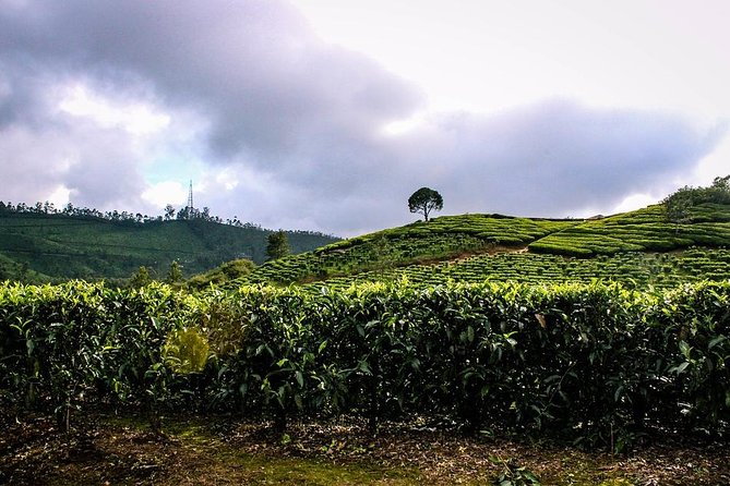 Full Day Trekking Tour In Munnar With Refreshments - Good To Know