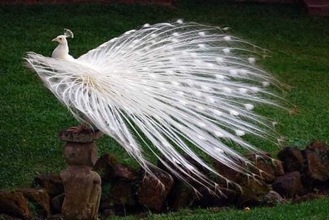 Full Day Trip Bali Bird Park And Kintamani - Good To Know