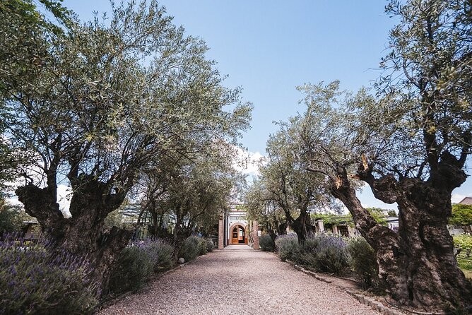 Full Day Wine Tasting With Olivícola and Lunch in Mendoza