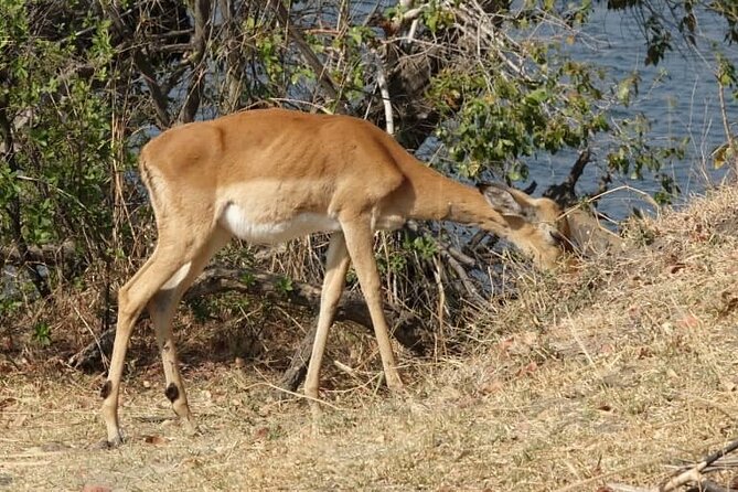 Game Drive and Ｗhite Rhino Walking Safari in Livingstone Zambia - Good To Know