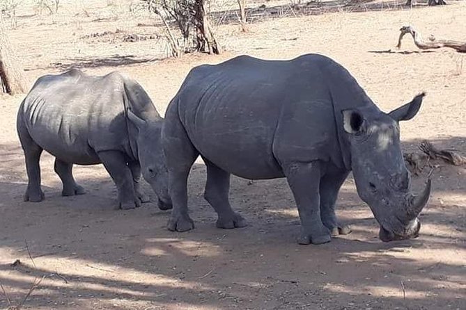 Game Drive and Rhino Walk - Good To Know
