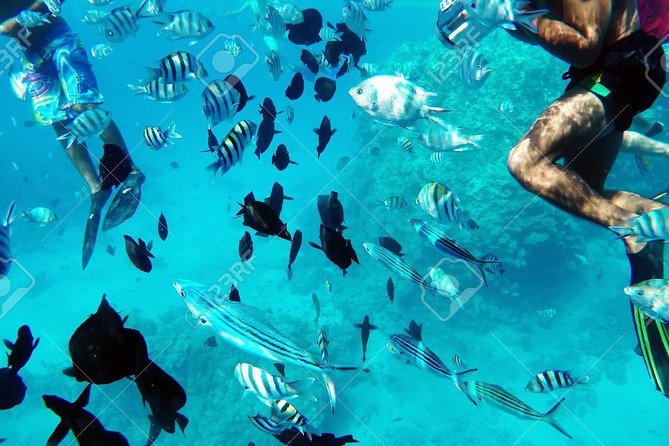 Get up Close to Dolphins on This Fantastic 9-Hour Snorkel Trip From Hurghada - Good To Know