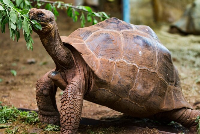 Giant Tortoises Private Tour of Galapagos Frontier Reserve - Good To Know