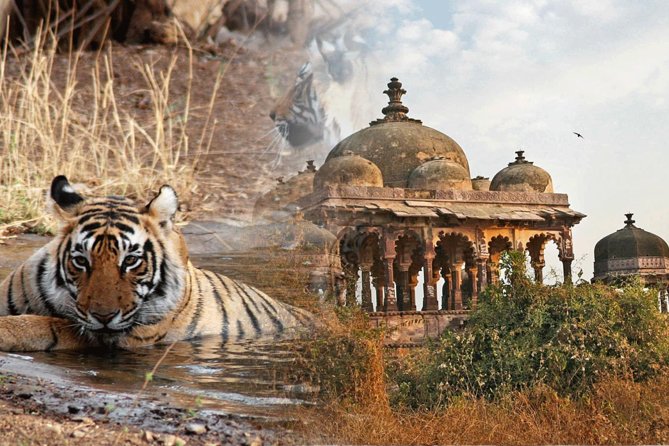 Golden Triangle Tour With Ranthambore - Tour Inclusions