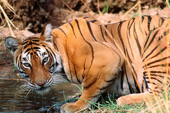Golden Triangle Tour With Wildlife Safari (Ranthambore) - Good To Know