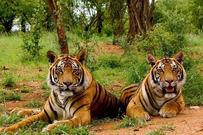 Golden Triangle With Corbett National Park - Good To Know