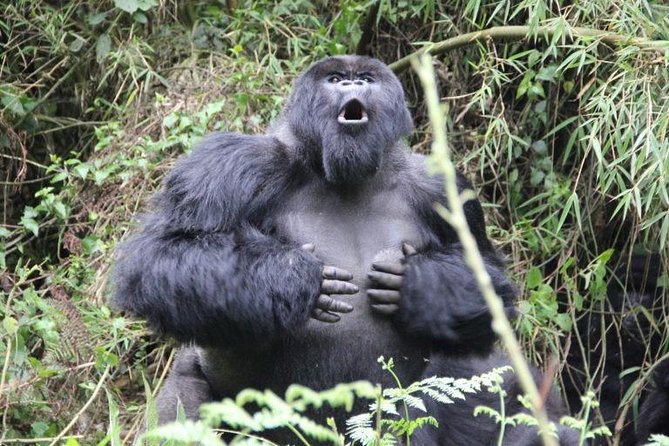 Gorilla Trekking - Good To Know