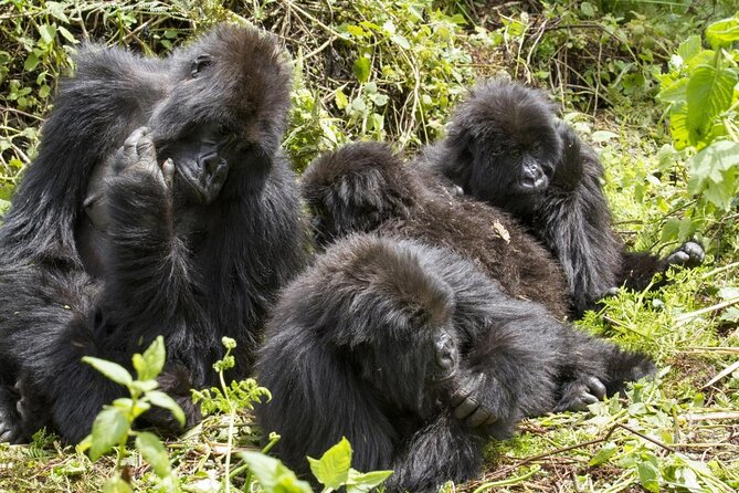 Gorillas, Chimpanzees and Wildlife Private Tour in 12 Days - Good To Know