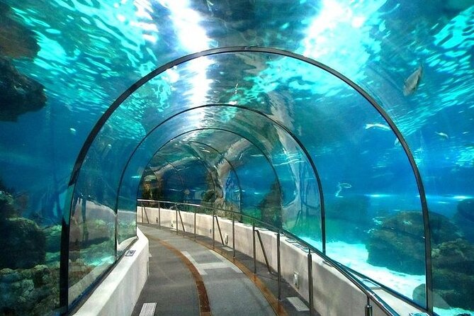Grand Aquarium With Transfer From Hurghada - Good To Know