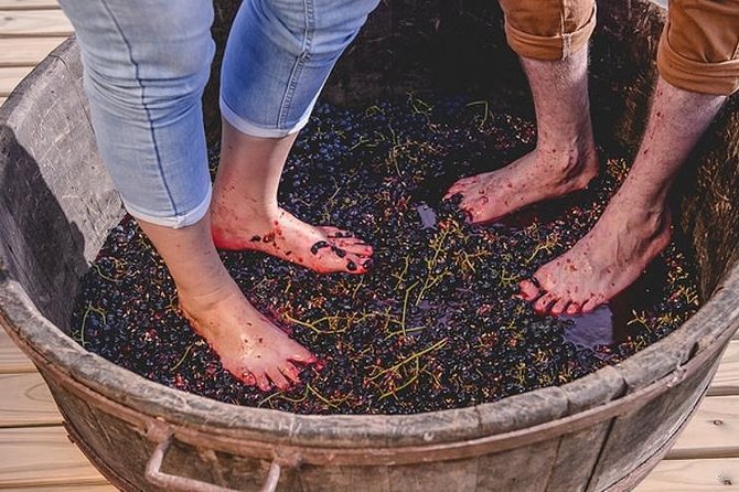 Grape Harvest and Pressing in Bento Gonçalves RS - Good To Know