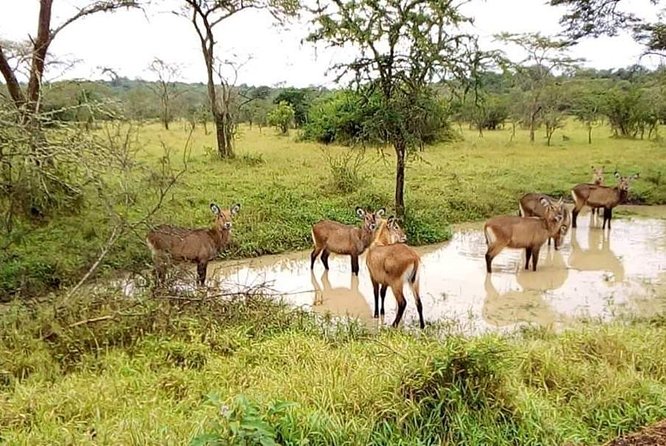 Great Safari Adventure - Good To Know