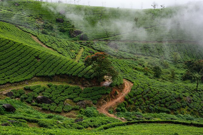 Green Magic Day Tour to Munnar - Good To Know