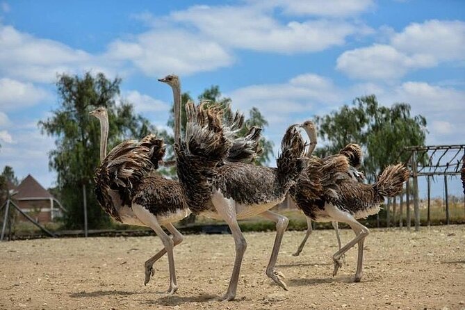Guided Day Tour to Masai Ostrich Farm From Nairobi - Good To Know