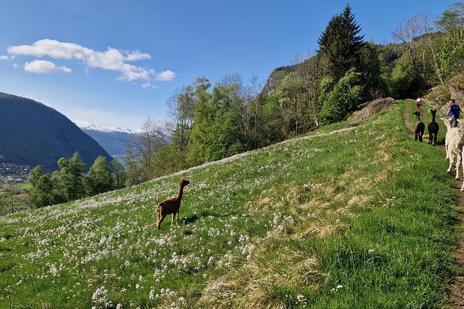 Guided Hiking Tour on the Lands of Steim Farm in Vik, Norway - Good To Know