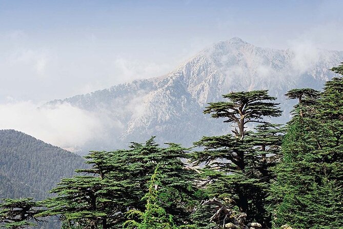 Guided Private Tour to the Cedars of God With Breakfast & Tickets - Good To Know