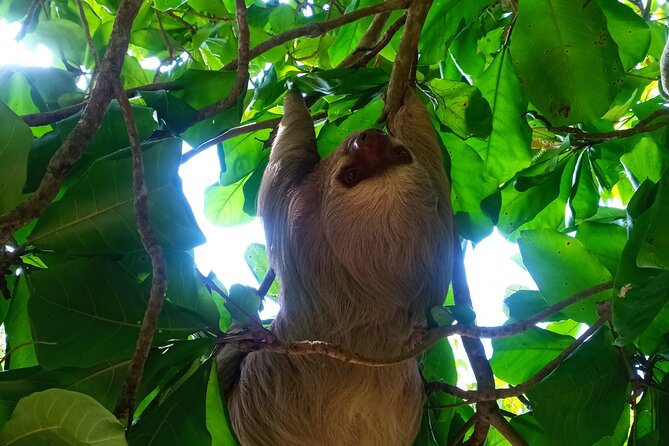 Guided Tour to Carara National Park With Admission Included - Good To Know