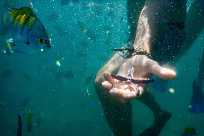 Gulf Islands and Tortuga Island Snorkeling From Tambor Costa Rica - Good To Know